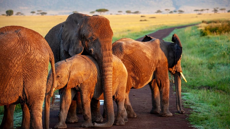 Elephant Encounter